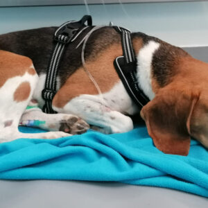 Rekenen in de Hospitalisatie: Klinische Cases & Praktische Berekeningen