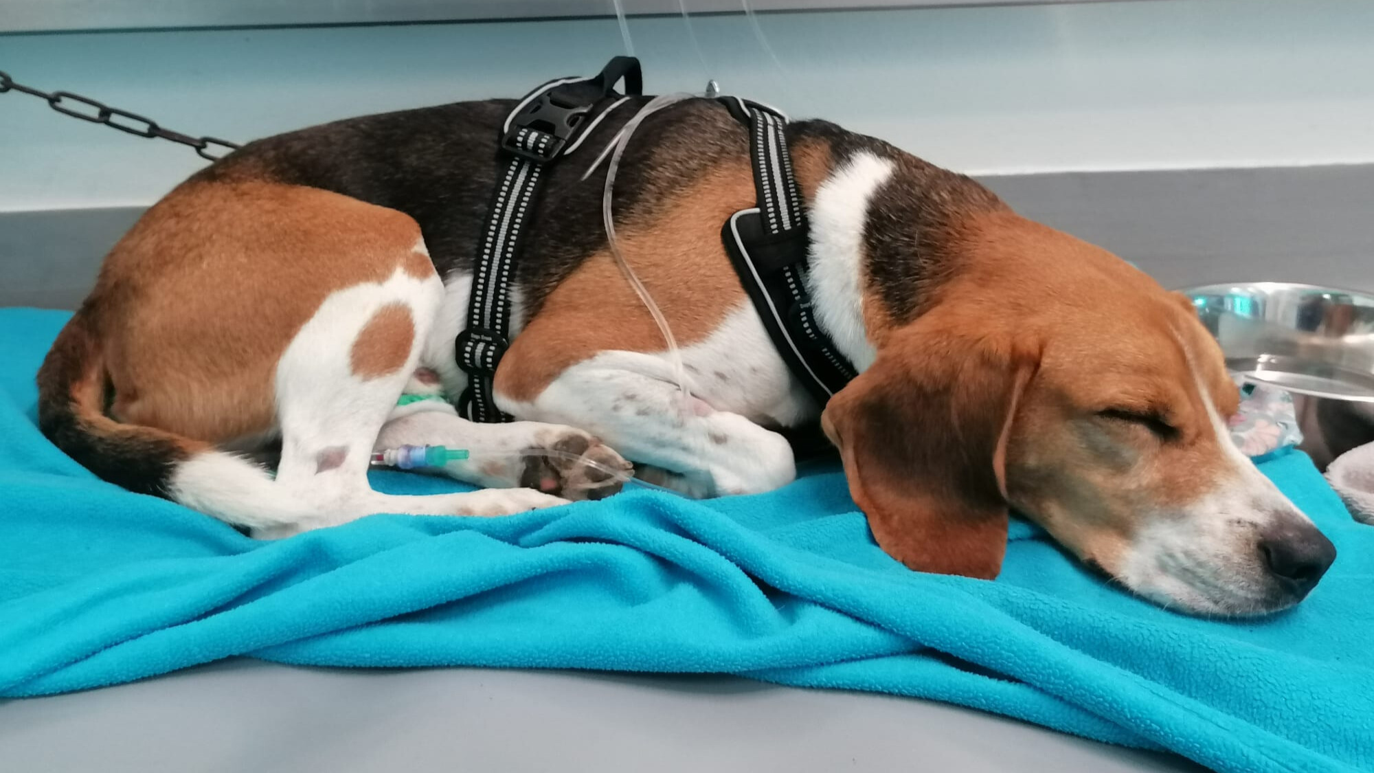 Rekenen in de Hospitalisatie: Klinische Cases & Praktische Berekeningen