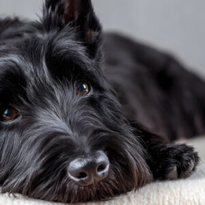 Urogenitale tumoren bij de hond en kat