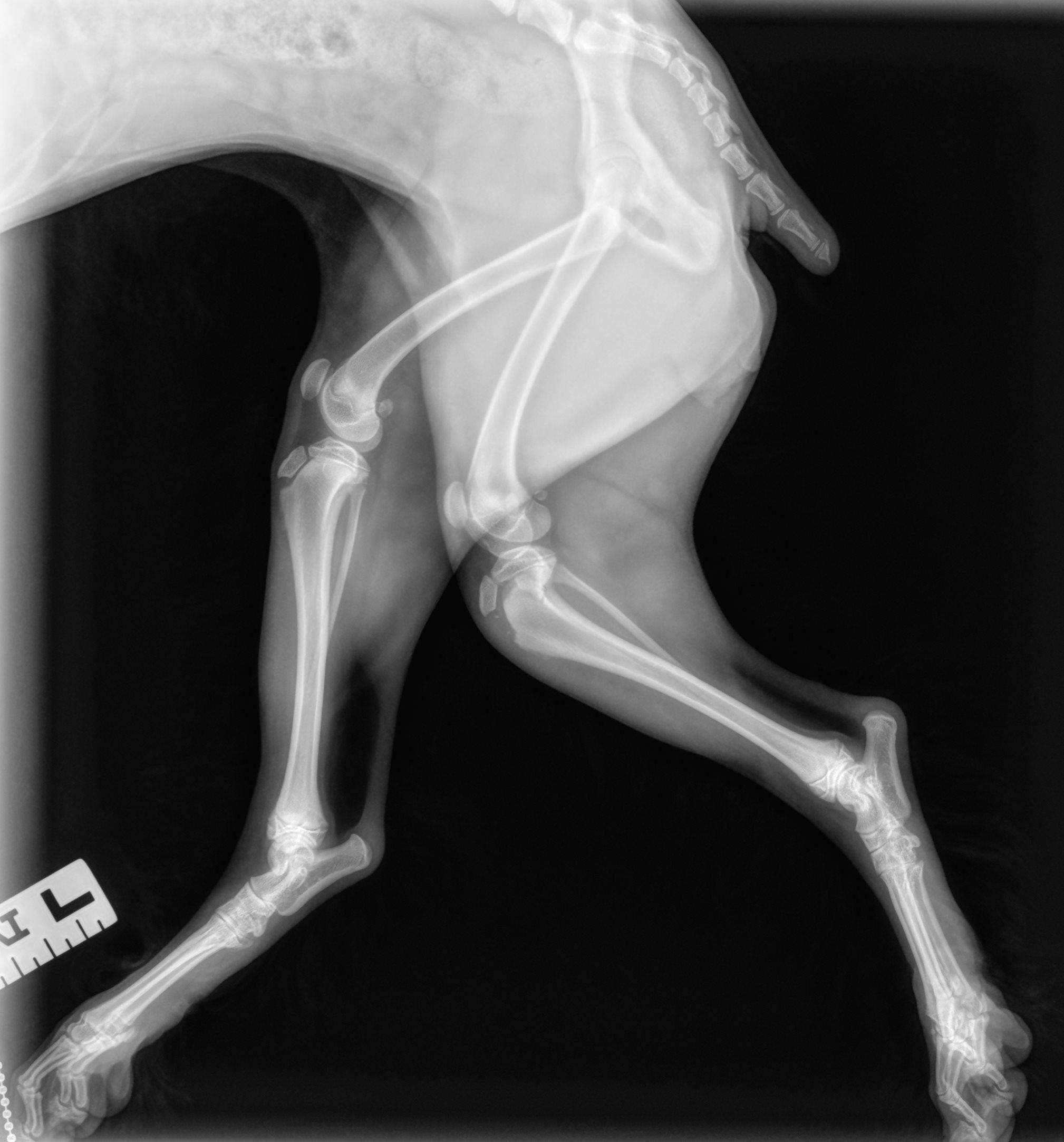 1.2.826.0.1.3680043.2.950.403489.26904021.20240702214408379.1_full