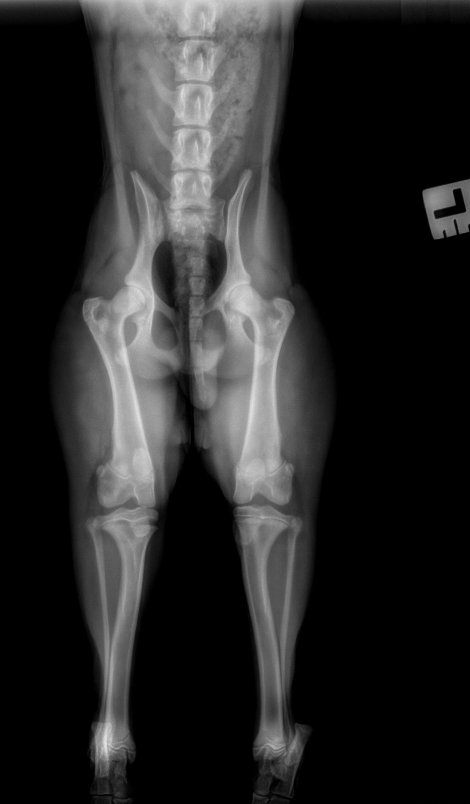 1.2.826.0.1.3680043.2.950.403489.42209373.20240702214530226.1_full