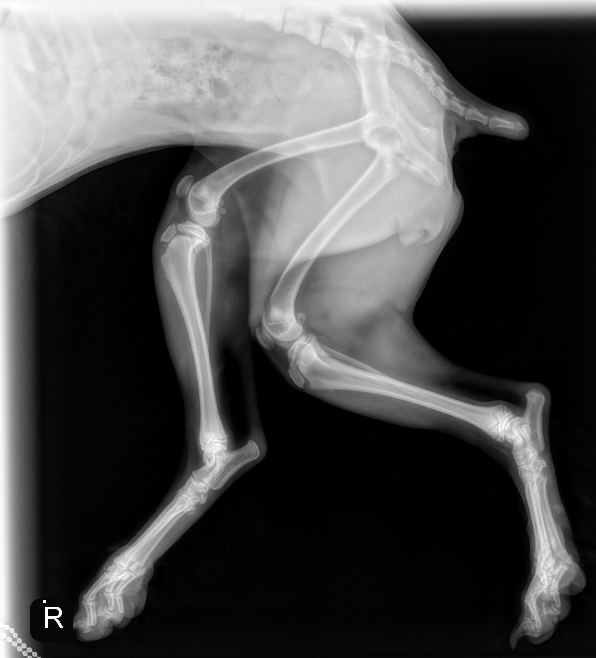 1.2.826.0.1.3680043.2.950.403489.87647190.20240702214252042.1_full