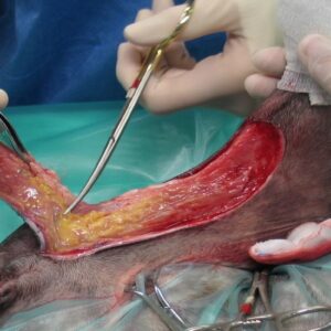 Chirurgische wondsluiting