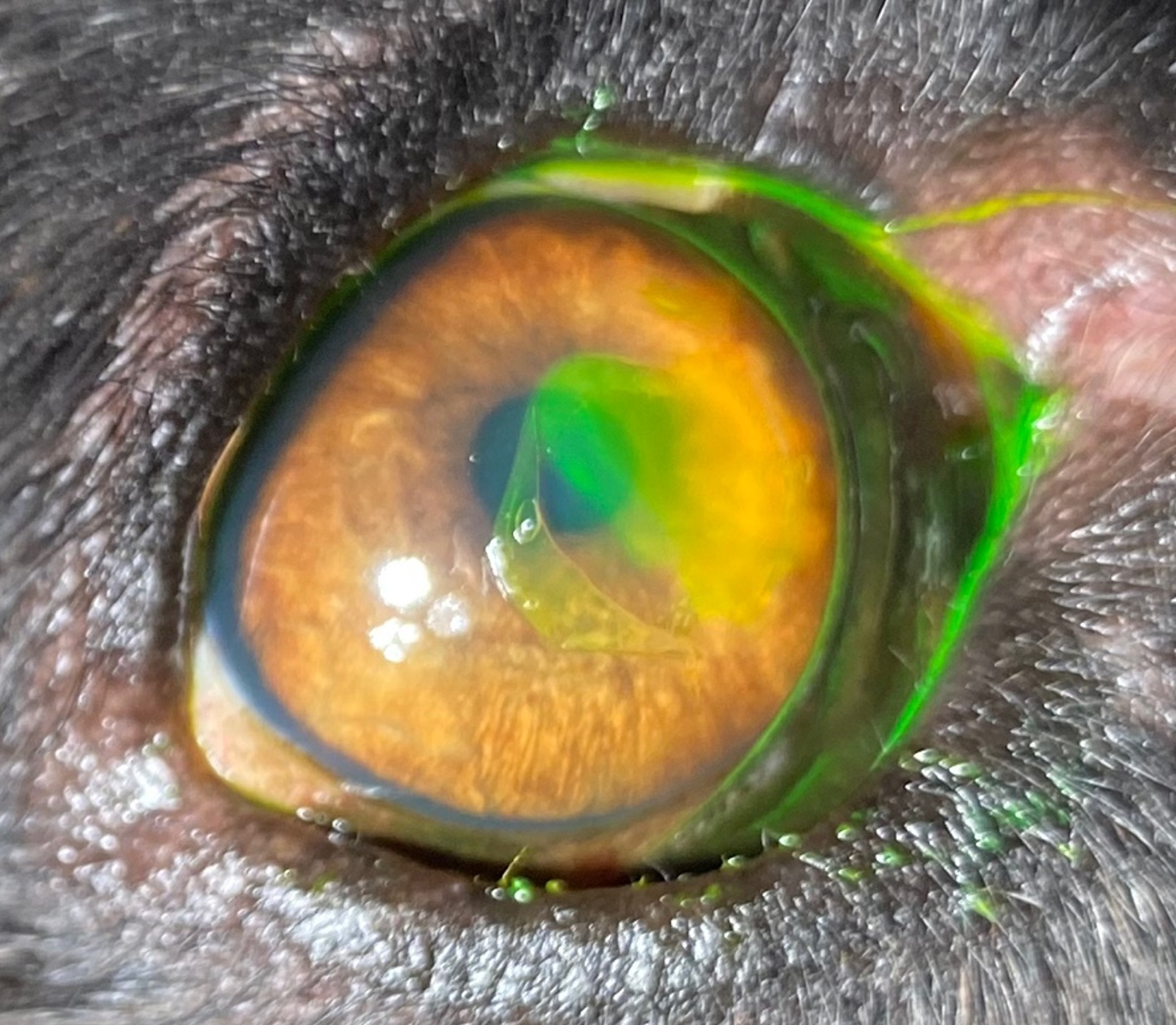 Cornea-ulcus