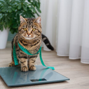 Gewichtsconsultaties die werken