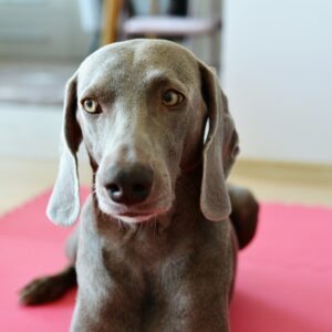 Het seniorconsult: een benadering vanuit de fysiotherapie