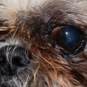 Oogheelkundige cases: Zie ik dit goed?