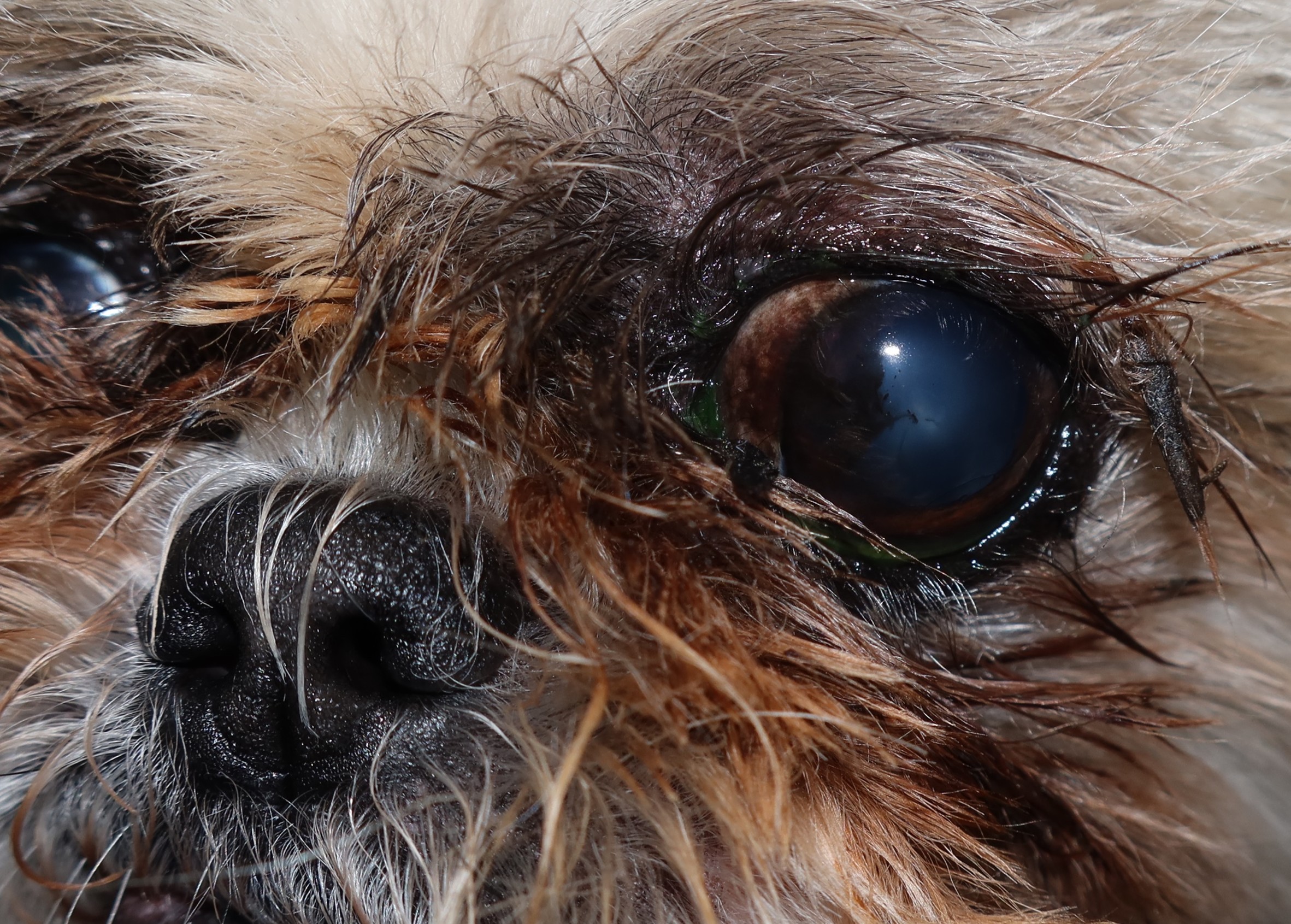 Oogheelkundige cases: Zie ik dit goed?