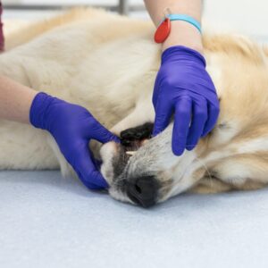 Tandheelkundige Cases