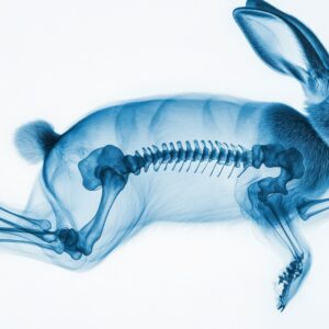 Radiografie bij konijnen, fretten en knaagdieren