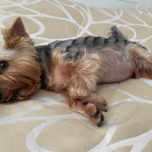 Acute pancreatitis bij de hond