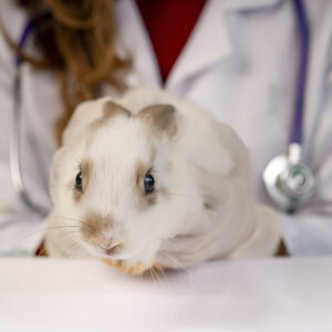 Konijnen, fretten en knaagdieren in spoed
