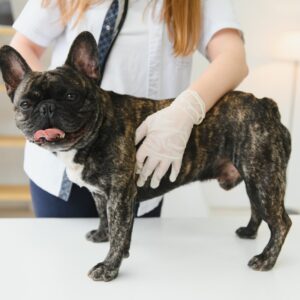 Symptomatische behandeling van atopische dermatitis bij de hond