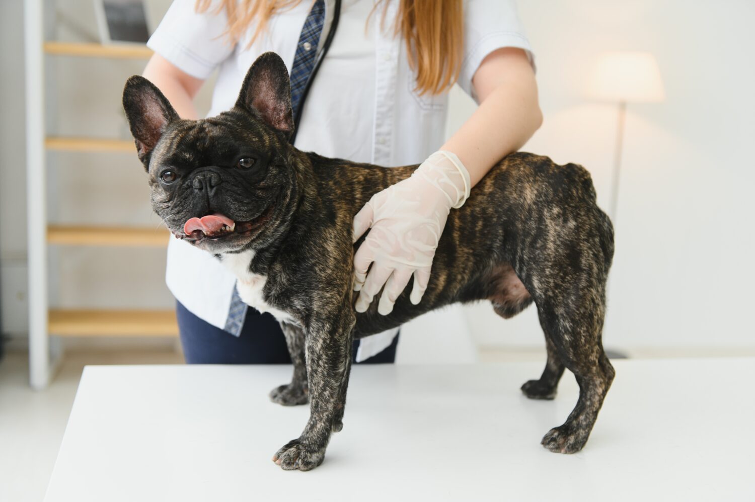 Symptomatische behandeling van atopische dermatitis bij de hond