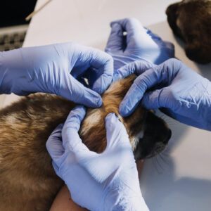 Het dermatologisch consult