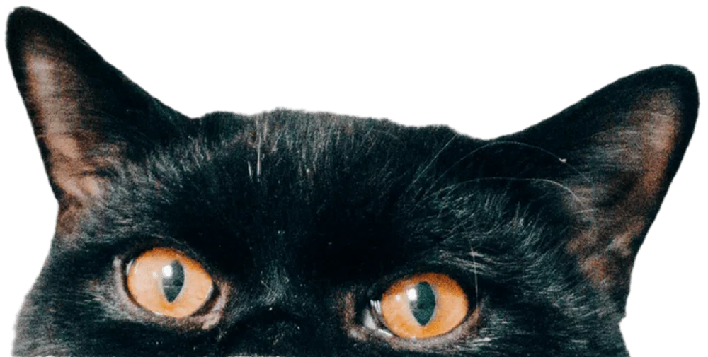 dierenarts-experttraject-training-11