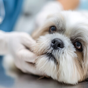 Acute paralyse bij hond en kat