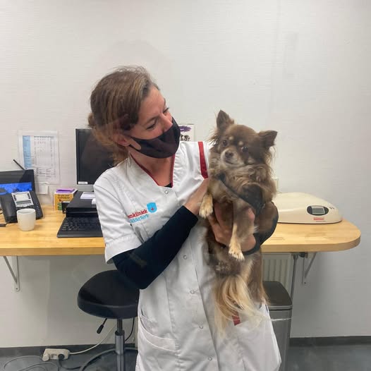 Image of Online Vet Training instructor Ilse van Hensbergen