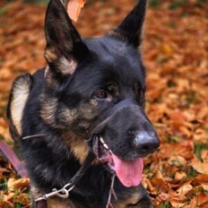 Profielfoto van Inge Peeters